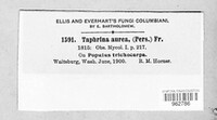Taphrina populina image